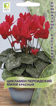 ciklamen_persid_mini_krasny