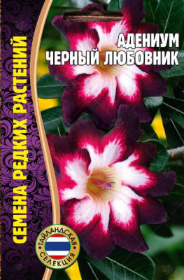 Адениум Черный Любовник
