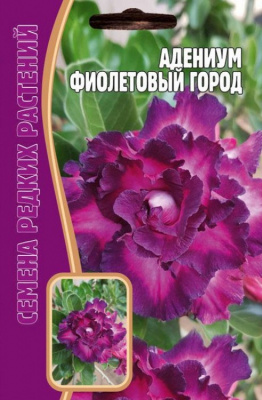 Адениум фиолетовый город1