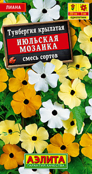 Тунбергия Июльская мозаика, смесь сортов_ЦП