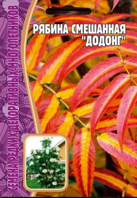 Рябина