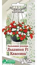 Бальзамин Лоллипоп Классика