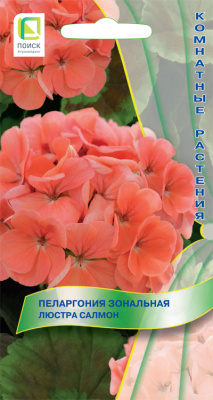 Pelargonia-zonalnaya-Lustra-Salmon