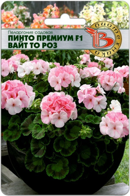 пеларгония Пинто премиум Вайт то Роз