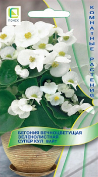 begoniya_vechnocvet_zelenolist_super_cool_white