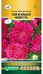 Астра Хризантелла Сбежавшая Невеста