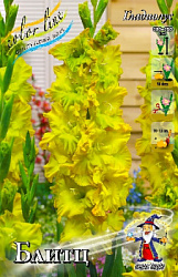 Gladiolus Blitz