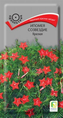 ipomea_sozvezdie_krasnaya