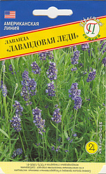 Лаванда Лавандовая леди