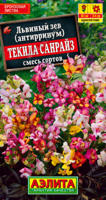 Львиный зев Текила санрайз