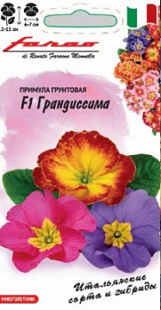 Примула грандиссима