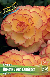 Begonia Picotee Lace Sunburst