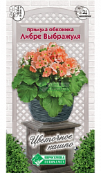 Примула Либре Выбражуля