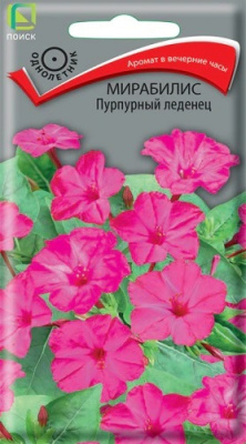 Мирабилис Пурпурный леденец