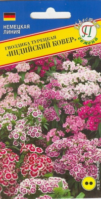 gvozdika_turetskaya__indiyskiy_kover