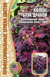 Колеус блэк дракон
