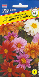 Георгина ранняя пташка