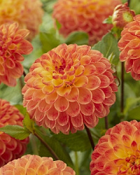 Dahlia%20Jowey%20Chantal 1