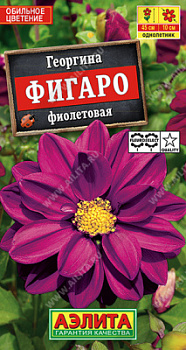 Георгина фигаро фиолтовая