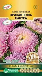Астра хризантелла Сакура