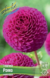 Dahlia%20Rocco 1