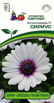 остеоспермум сириус