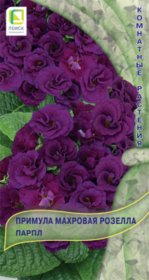 Primula-mahrovaya-Rosella-Purpl