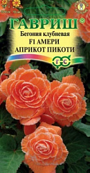 Бегония Амери априкот пикоти