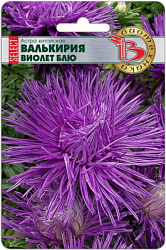 Астрав валькирия виолет блю