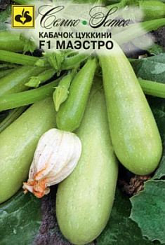 kabachok_maestro