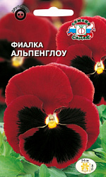 fialka_alpenglou_shveytsarskiy_gigant