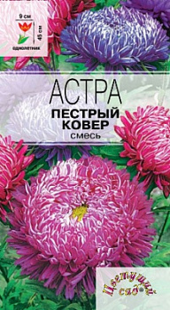Астра пестрый ковер
