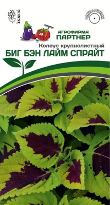 Колеус биг бэн лайм спрайт