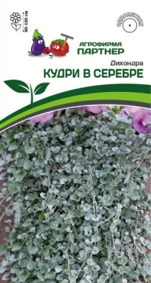 Дихондра Кудри в серебре