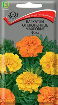 Бархатцы отклоненные махровые Фреш