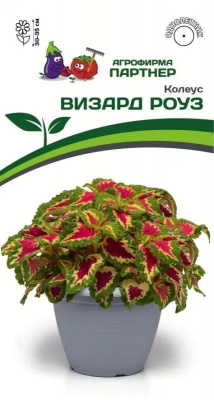 Колеус визард роуз