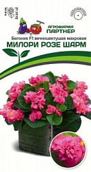 Бегония милори розе шарм