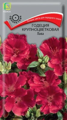 Годеция крупноцветковая Лава