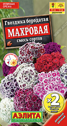 Гвоздика турецкая махровая