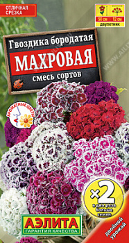 Гвоздика турецкая махровая