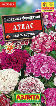 Гвоздика Атлас турецкая махровая, смесь сортов_ЦП