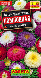 Астра Помпонная, смесь сортов_ЦП