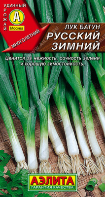 Лук батун русский зимний