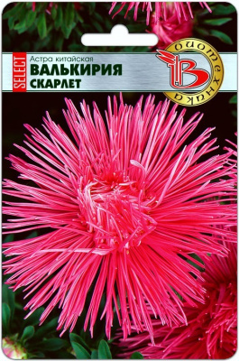 Астрав валькирия скарлет