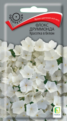 floks_drummonda_krasotka_v_belom