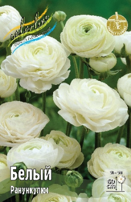 Ranunculus White