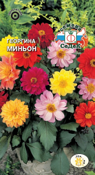 Георгина Миньон