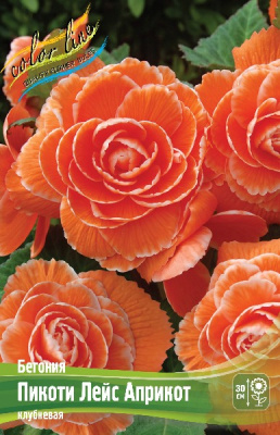 Begonia Picotee Lace Apricot