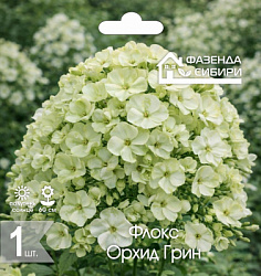Флокс Орхид Грин