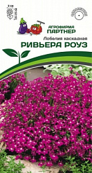 Лобелия Ривьера Ривьера Роуз